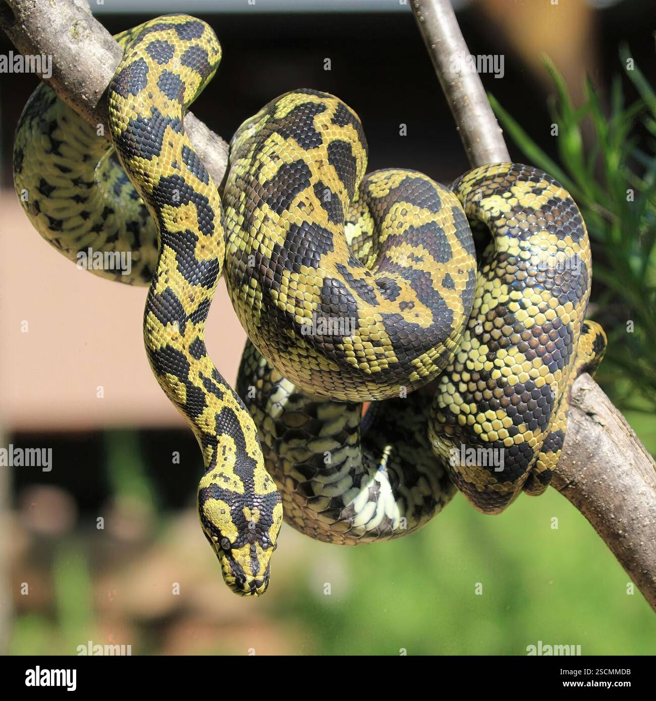 Tapis de la jungle Python enroulé sur la branche : gros plan vif d'un tapis de la jungle Python enroulé étroitement sur une branche, présentant des motifs complexes à l'échelle. Banque D'Images