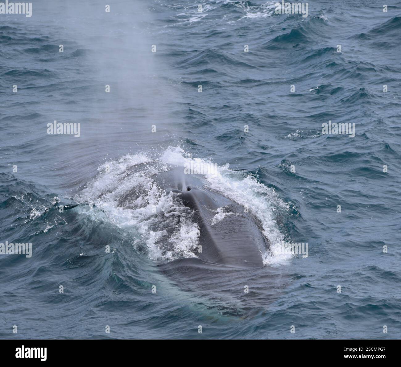 Baleine bleue survivant dans l'océan Balaenoptera musculus Banque D'Images