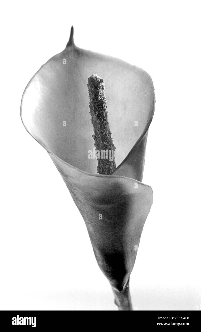 Photo conceptuelle arrangée d'une fleur blanche de Calla isolée sur fond neutre Banque D'Images