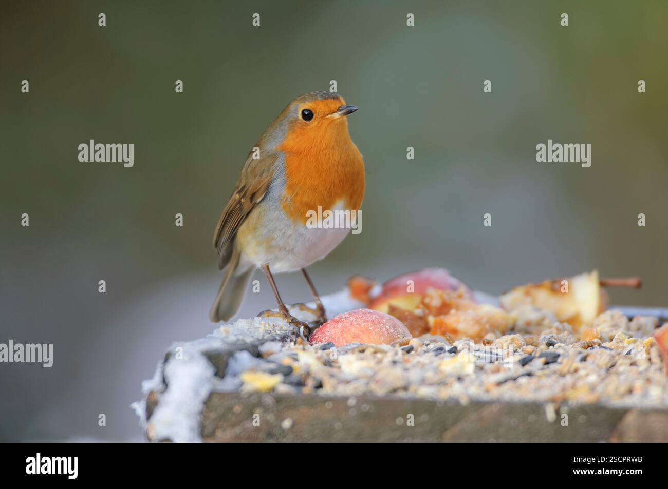 robin Erithacus rubecula européen, perché sur une table à oiseaux après de légères chutes de neige, comté de Durham, Angleterre, Royaume-Uni, novembre. Banque D'Images robin Erithacus rubecula européen, perché sur une table à oiseaux après de légères chutes de neige, comté de Durham, Angleterre, Royaume-Uni, novembre. Banque D'Images
