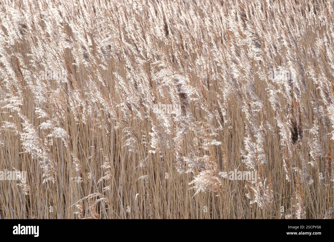 roseaux rétro-éclairés, marais salins, nord du norfolk, angleterre Banque D'Images
