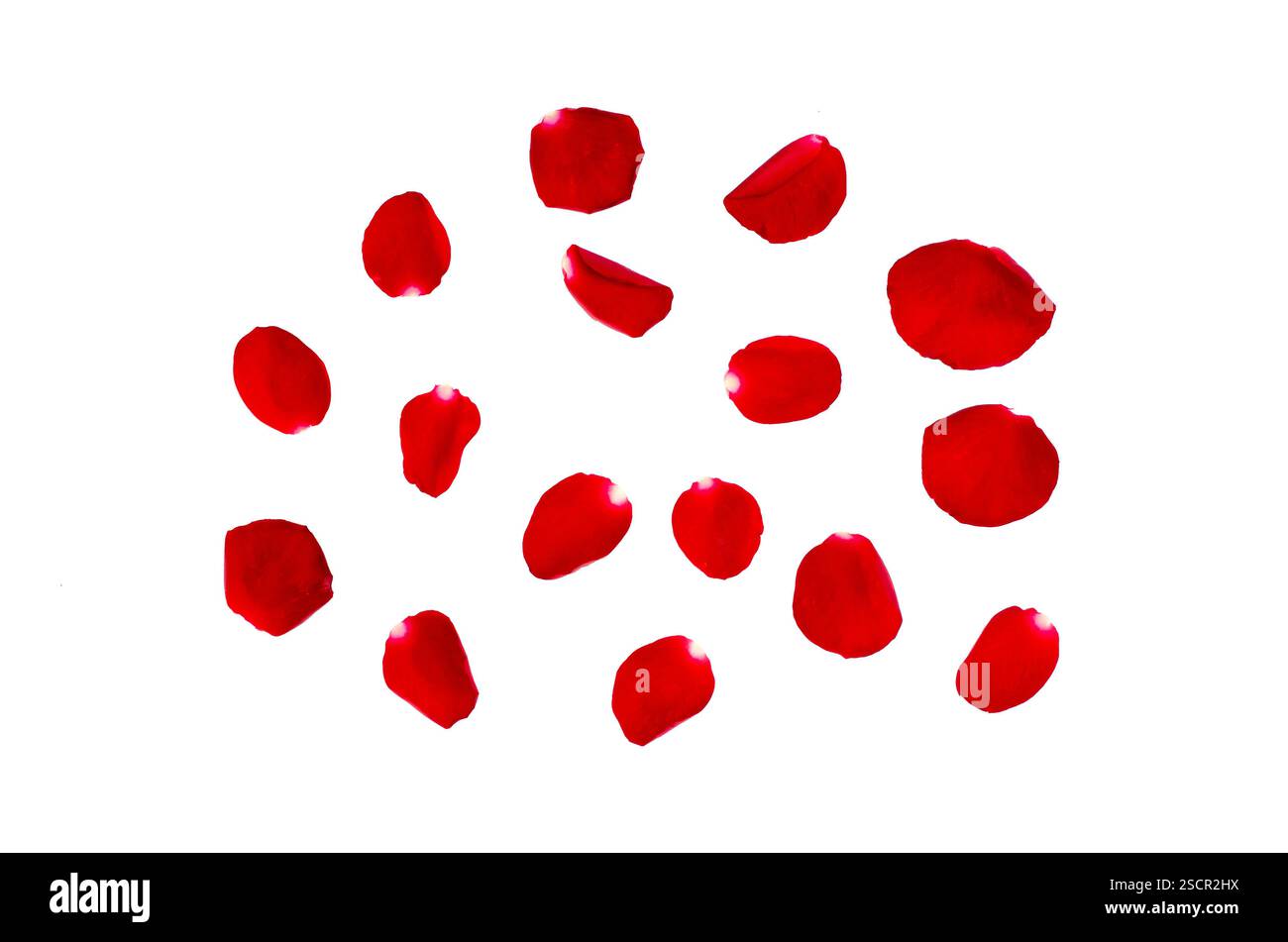 Pétales de rose rouge isolés sur fond blanc. Décoré pour les salutations d'amour le jour de la Saint-Valentin ou mariage flottant pétales de rose rouge isolé sur blanc. BA Banque D'Images