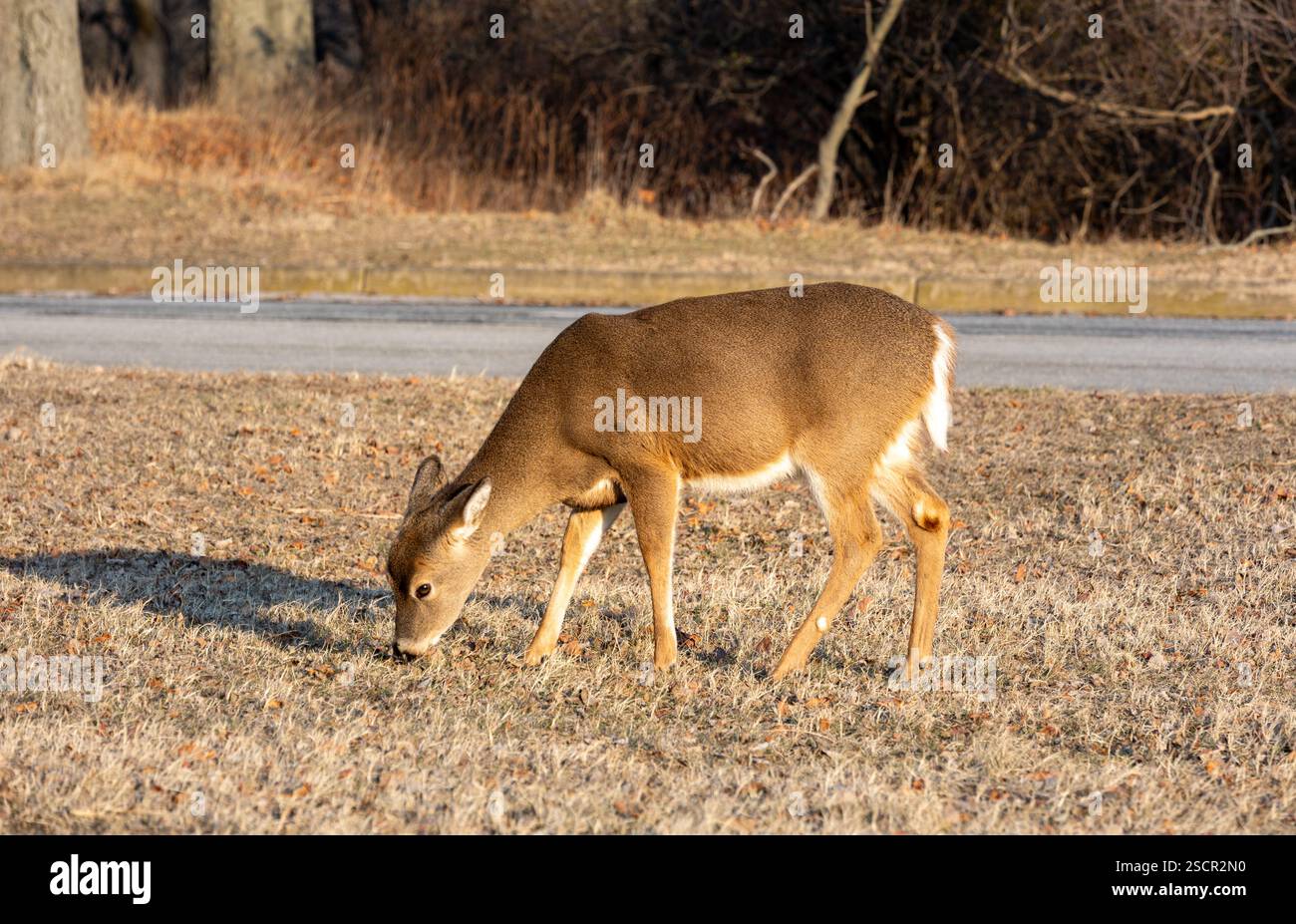 Un cerf pèle calmement sur l'herbe à Sandy Hook dans le New Jersey, mettant en vedette une scène hivernale sereine. Banque D'Images