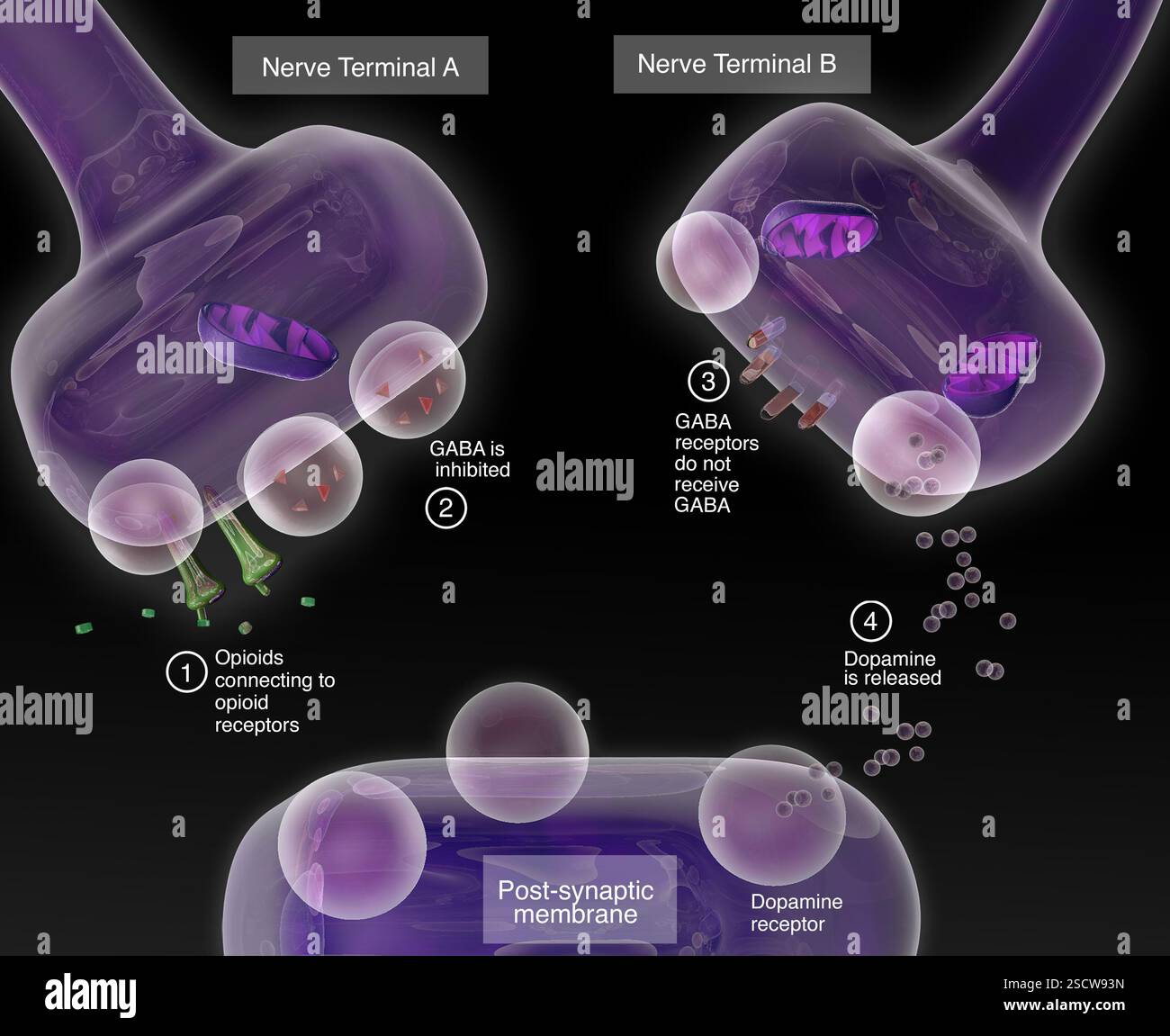Illustration comparant la façon dont les neurotransmetteurs sont affectés par les opioïdes au cours d’une synapse. Banque D'Images