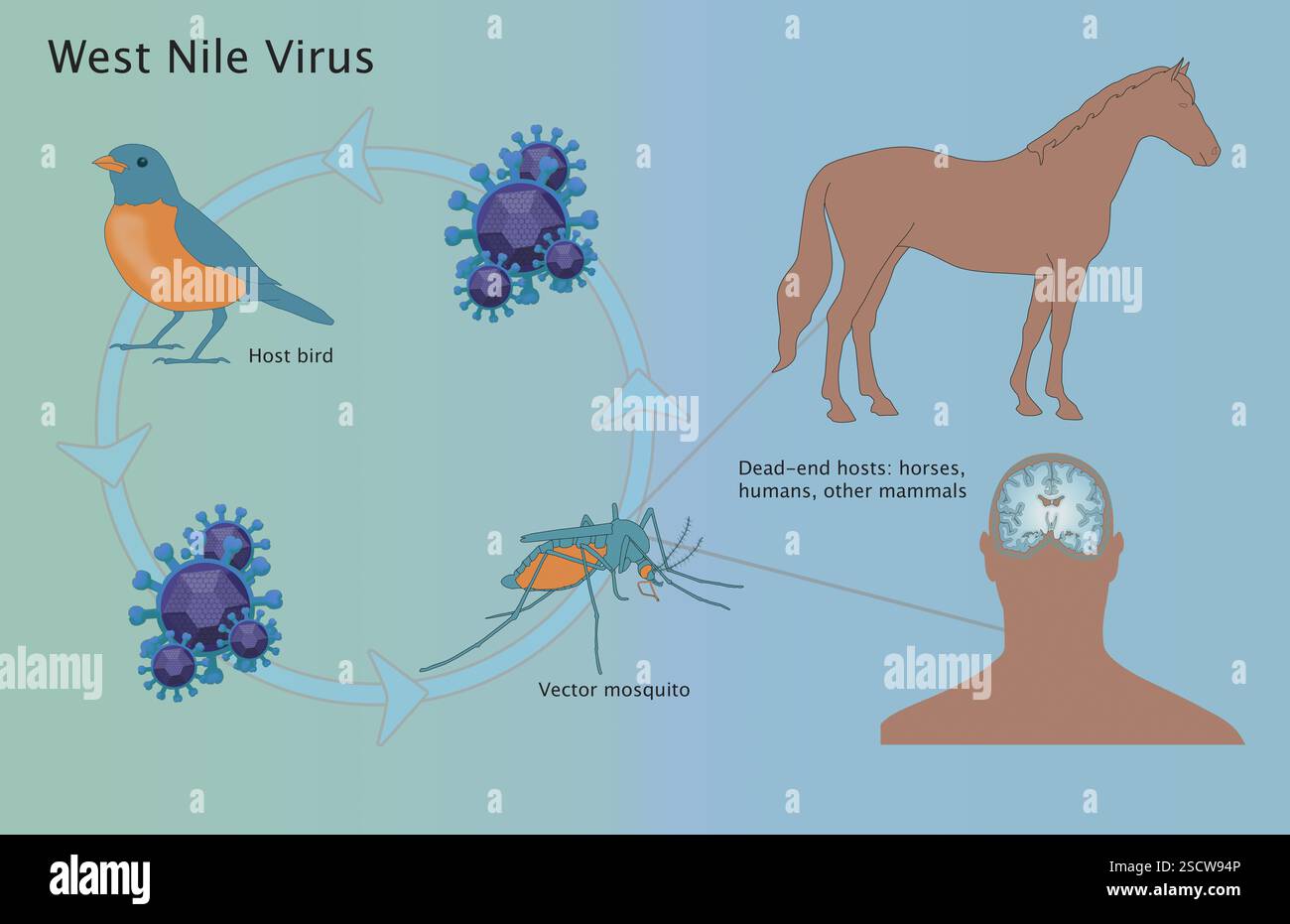Une illustration montrant le cycle de vie du virus du Nil occidental ...