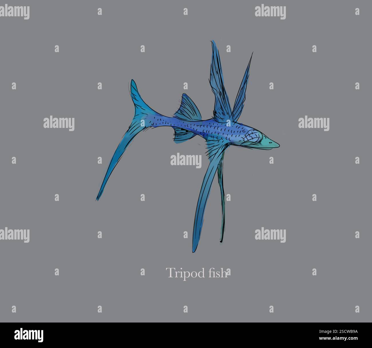 Le poisson trépied vit dans les profondeurs de l'océan entre 878 et 4 720 m (2 881 à 15 486 pieds) sous le niveau de la surface. Il priera souvent en pédoncule en se perchant sur le fond de l'océan à l'aide de ses rayons à nageoires allongées (nageoires de queue et pelviennes). Banque D'Images