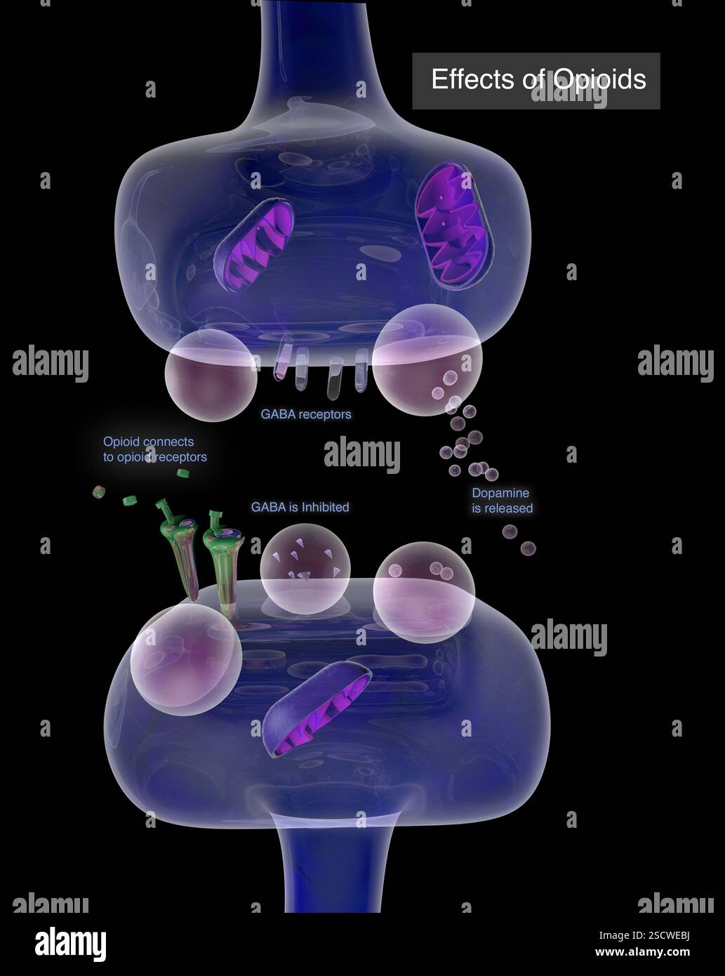 Illustration comparant la façon dont les neurotransmetteurs sont affectés par les opioïdes au cours d’une synapse. Banque D'Images