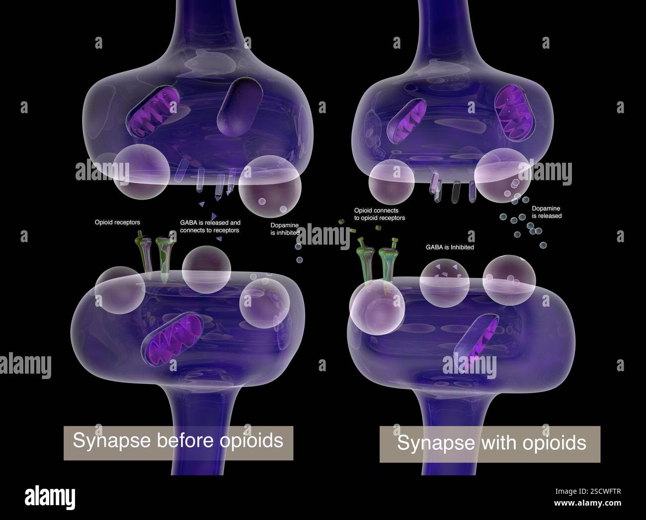 Illustration comparant la façon dont les neurotransmetteurs sont affectés par les opioïdes au cours d’une synapse. Banque D'Images