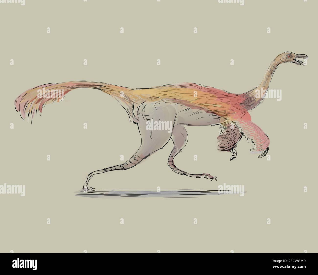 Gallimimus ou « mimique du poulet » est un genre de dinosaure théropode de la fin du Crétacé. C'est le plus grand ornithomimide connu ; avec une longueur allant jusqu'à 6 mètres (20 pieds) et une hauteur de 1,9 mètres (6 pieds 3 pouces). Il pesait environ 400-490 kilogrammes (880-1,080 lb) et avait probablement des plumes. Banque D'Images