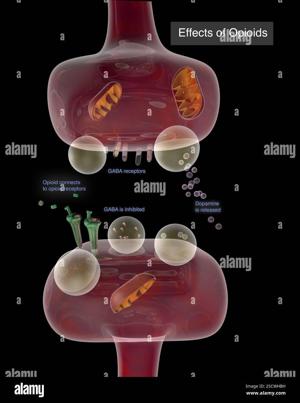 Illustration comparant la façon dont les neurotransmetteurs sont affectés par les opioïdes au cours d’une synapse. Banque D'Images