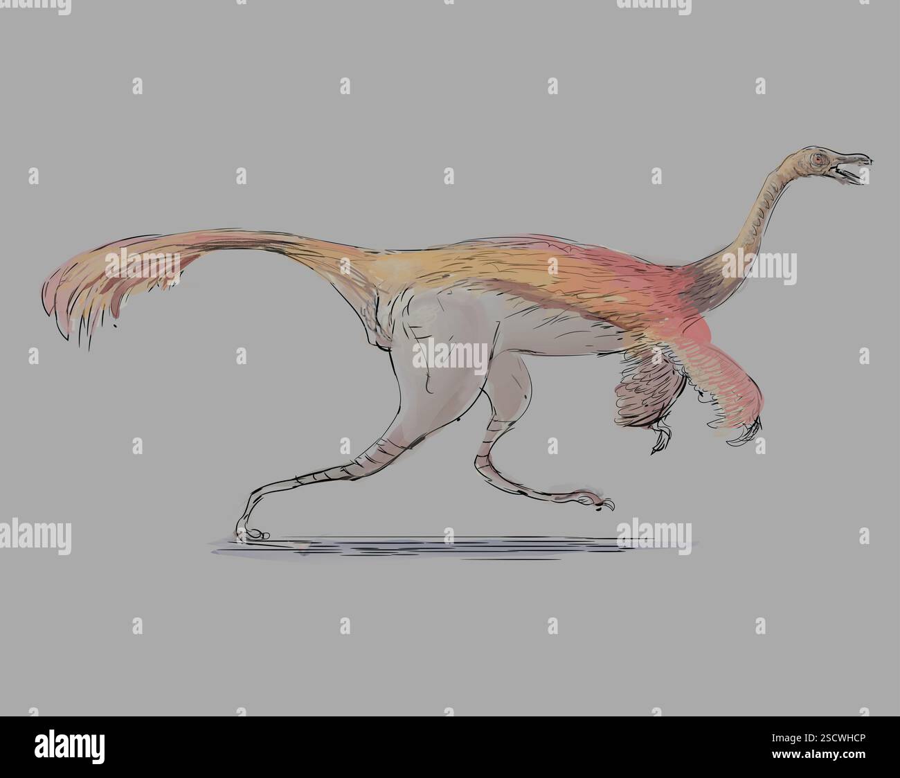 Gallimimus ou « mimique du poulet » est un genre de dinosaure théropode de la fin du Crétacé. C'est le plus grand ornithomimide connu ; avec une longueur allant jusqu'à 6 mètres (20 pieds) et une hauteur de 1,9 mètres (6 pieds 3 pouces). Il pesait environ 400-490 kilogrammes (880-1,080 lb) et avait probablement des plumes. Banque D'Images