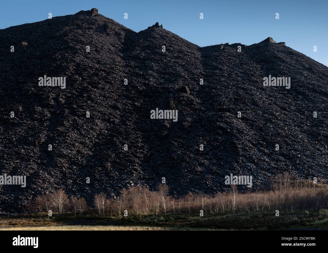Bouleaux sous les tas de déblais d'ardoise, carrière Dinorwig, parc national d'Eryri ou Snowdonia, pays de Galles du Nord, Royaume-Uni Banque D'Images
