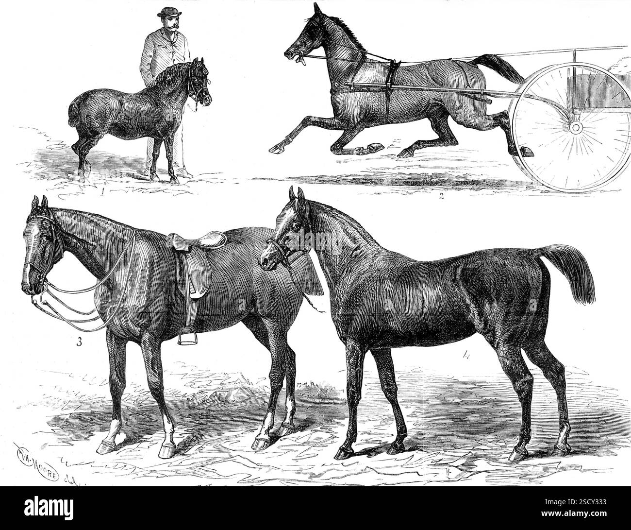 The Horse Show, 1880. Mr. T. W. Blyth's Pony, Toby, 2. Lizzie Kendall du Mr. W. H. Wilson. 3. Sir Jarge du prince de Galles. 4. Mr. W. S. Blunt's Arab, Pharaon'. Entrées dans l'exposition annuelle du cheval '...seventeenth à l'Agricultural Hall, Islington... en classe 13, pour les Arabes, le premier prix, composé d'un morceau d'assiette, a été décerné à Mr. Wilfrid Blunt, pour son étalon arabe de baie sombre Pharaon... les animaux représentés dans nos illustrations sont, ce prix cheval arabe de Mr. Blunt ; Sir Jarge du Prince de Galles ; aussi, la jument roan Lizzie Kendall (du Kendall (du Kentucky), conduit dans un américain Banque D'Images