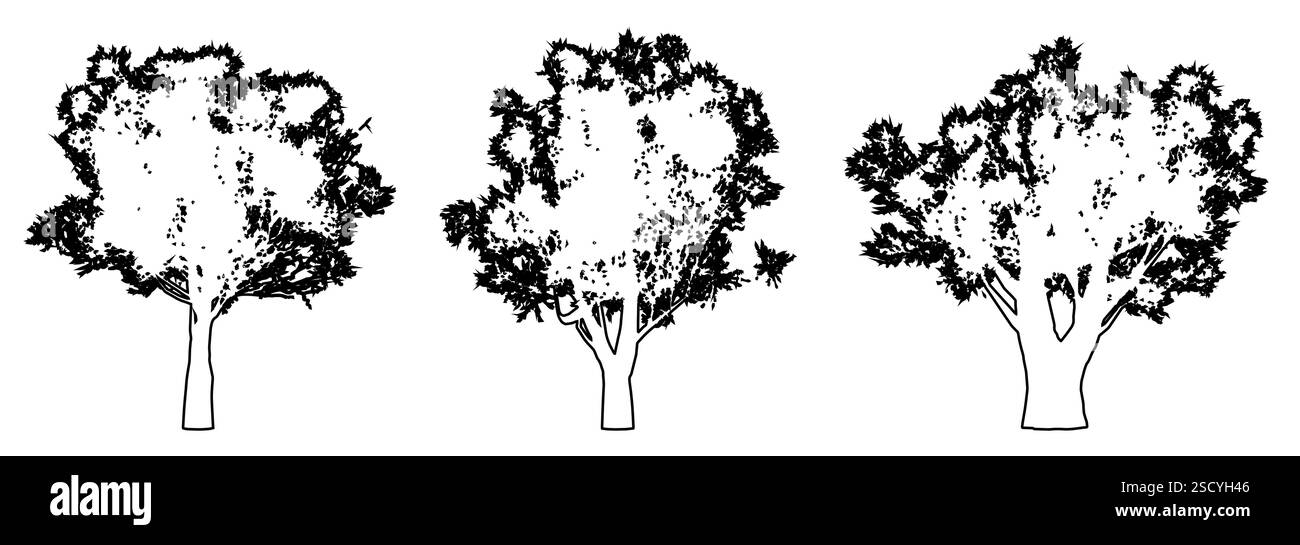 Ensemble ou collection d'oliviers comme une silhouette de dessin de ligne noire sur fond blanc. Concept ou vecteur conceptuel pour la nature, la planète, l'écologie Illustration de Vecteur