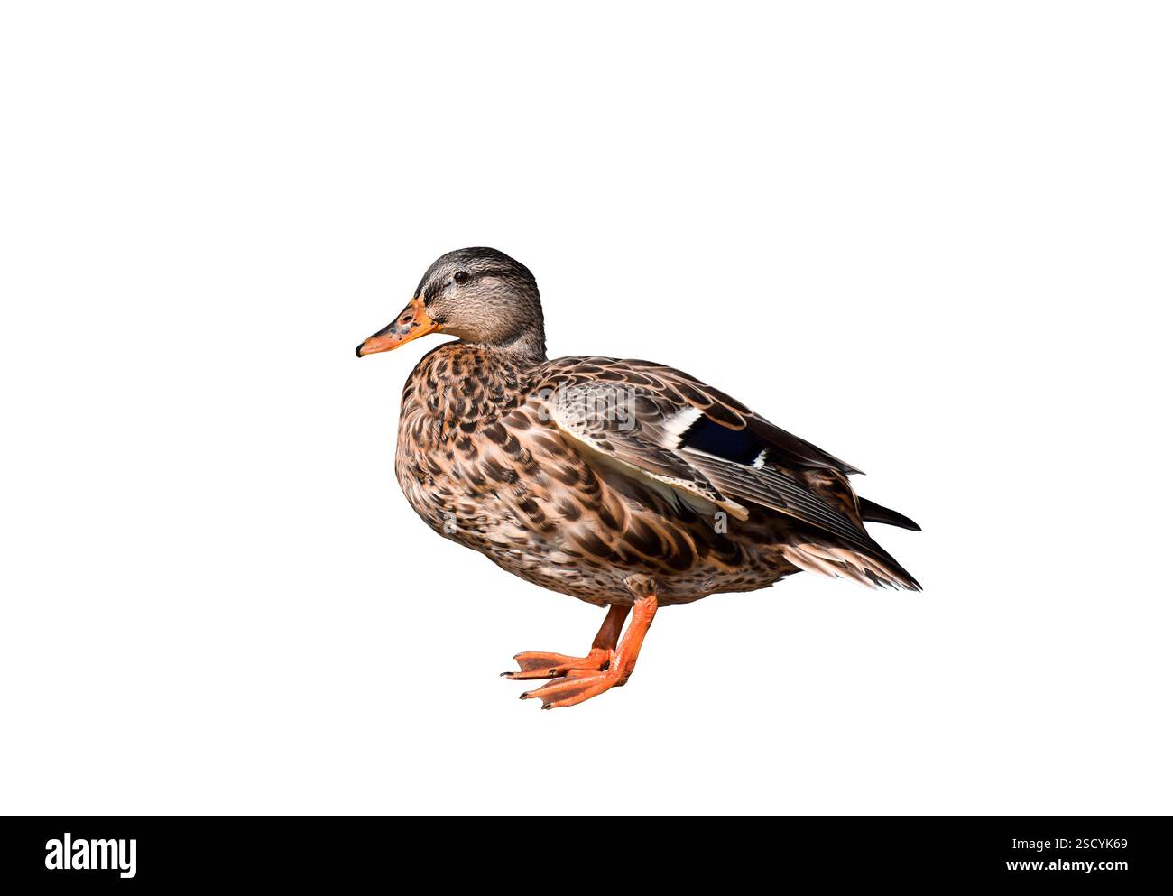 Portrait de canard debout isolé découpe Banque D'Images