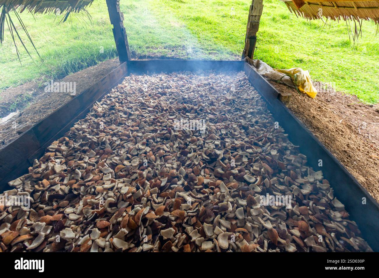 Fabrication de coprah dans la région rurale de Bohol, aux Philippines, où la viande de coco est séchée comme un sous-produit important de l'industrie locale florissante de la noix de coco Banque D'Images