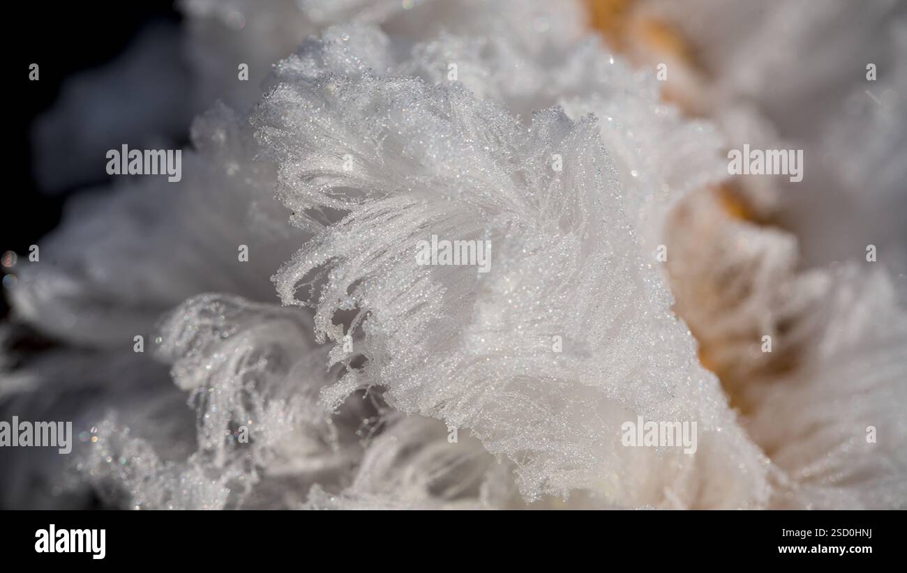 Cristaux de glace sur une branche d'arbre en hiver. Glace pileuse, laine de glace, barbe givrée, faible profondeur de champ. Banque D'Images