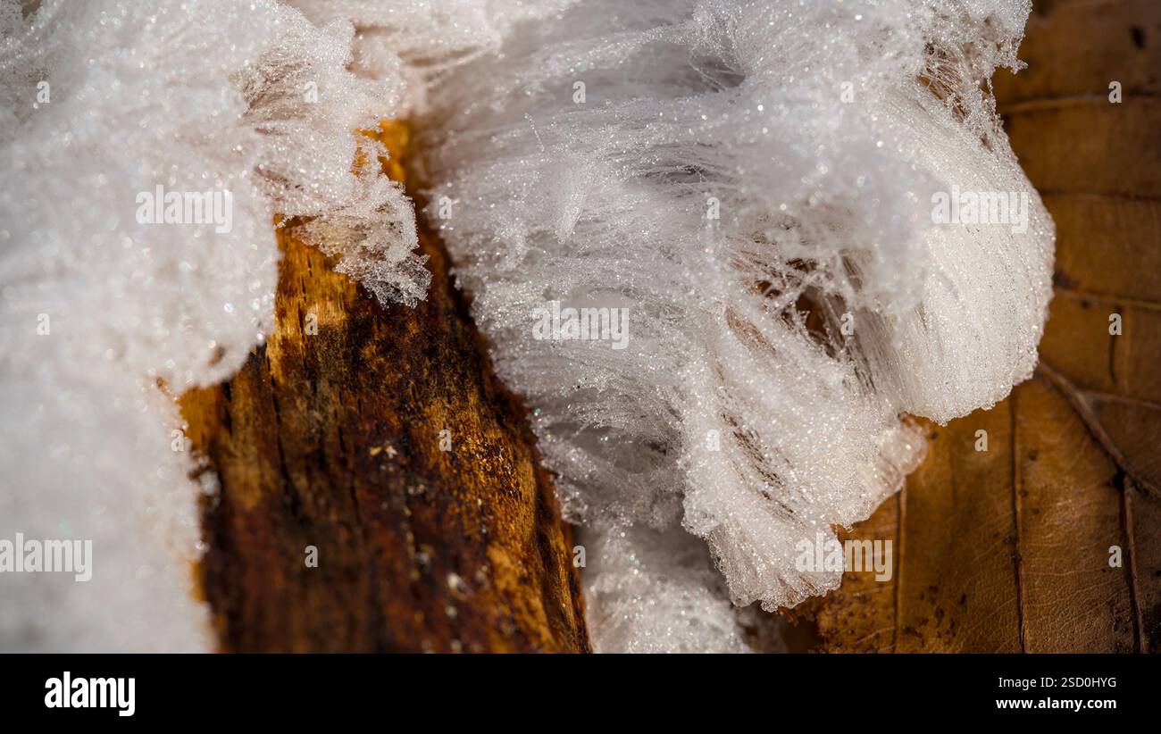 Cristaux de glace sur une branche d'arbre en hiver. Glace pileuse, laine de glace, barbe givrée, faible profondeur de champ. Banque D'Images