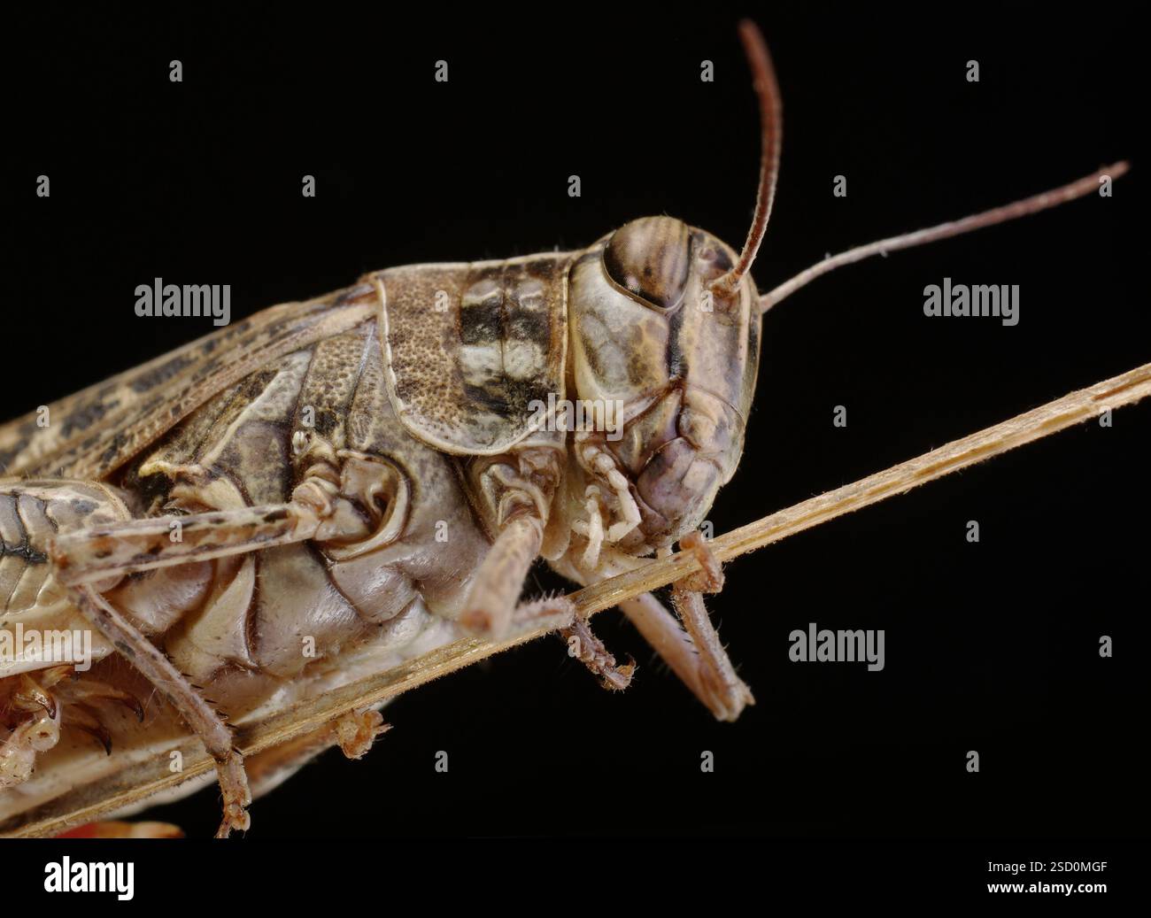 Le criquet italien, ou criquet oasis, ou locus italien (latin : Calliptamus italicus) est une espèce d'insecte de la famille des acridiens (Acrididae) Banque D'Images