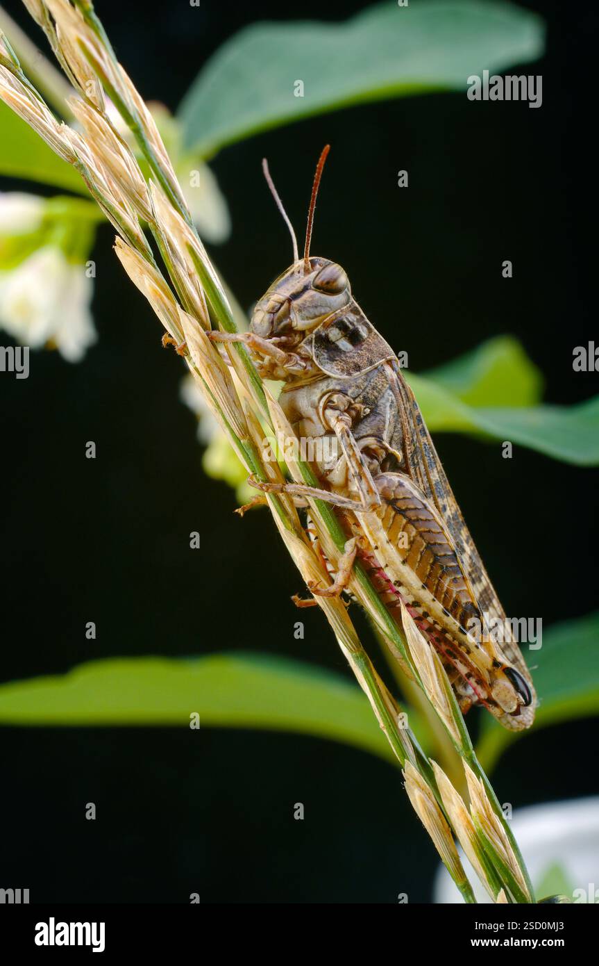 Le criquet italien, ou criquet oasis, ou locus italien (latin : Calliptamus italicus) est une espèce d'insecte de la famille des acridiens (Acrididae) Banque D'Images