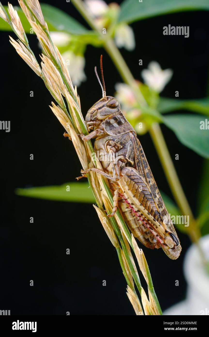 Le criquet italien, ou criquet oasis, ou locus italien (latin : Calliptamus italicus) est une espèce d'insecte de la famille des acridiens (Acrididae) Banque D'Images