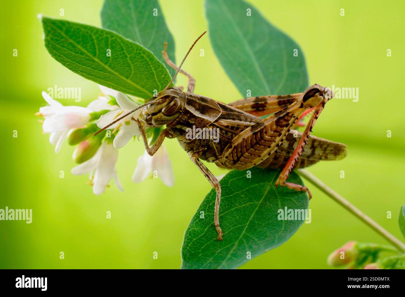 Le criquet italien, ou criquet oasis, ou locus italien (latin : Calliptamus italicus) est une espèce d'insecte de la famille des acridiens (Acrididae) Banque D'Images