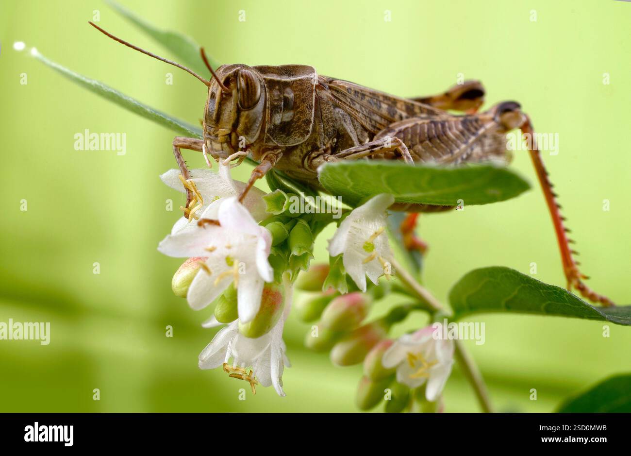 Le criquet italien, ou criquet oasis, ou locus italien (latin : Calliptamus italicus) est une espèce d'insecte de la famille des acridiens (Acrididae) Banque D'Images