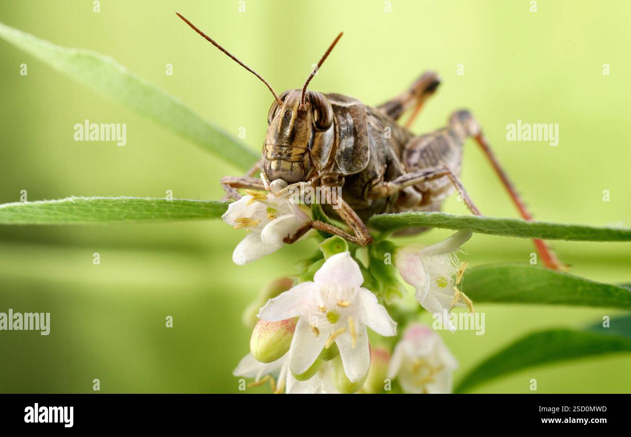 Le criquet italien, ou criquet oasis, ou locus italien (latin : Calliptamus italicus) est une espèce d'insecte de la famille des acridiens (Acrididae) Banque D'Images