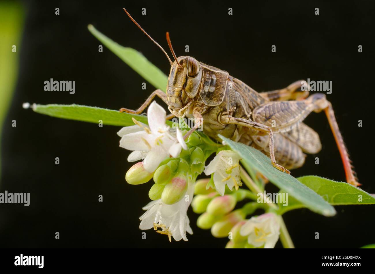 Le criquet italien, ou criquet oasis, ou locus italien (latin : Calliptamus italicus) est une espèce d'insecte de la famille des acridiens (Acrididae) Banque D'Images