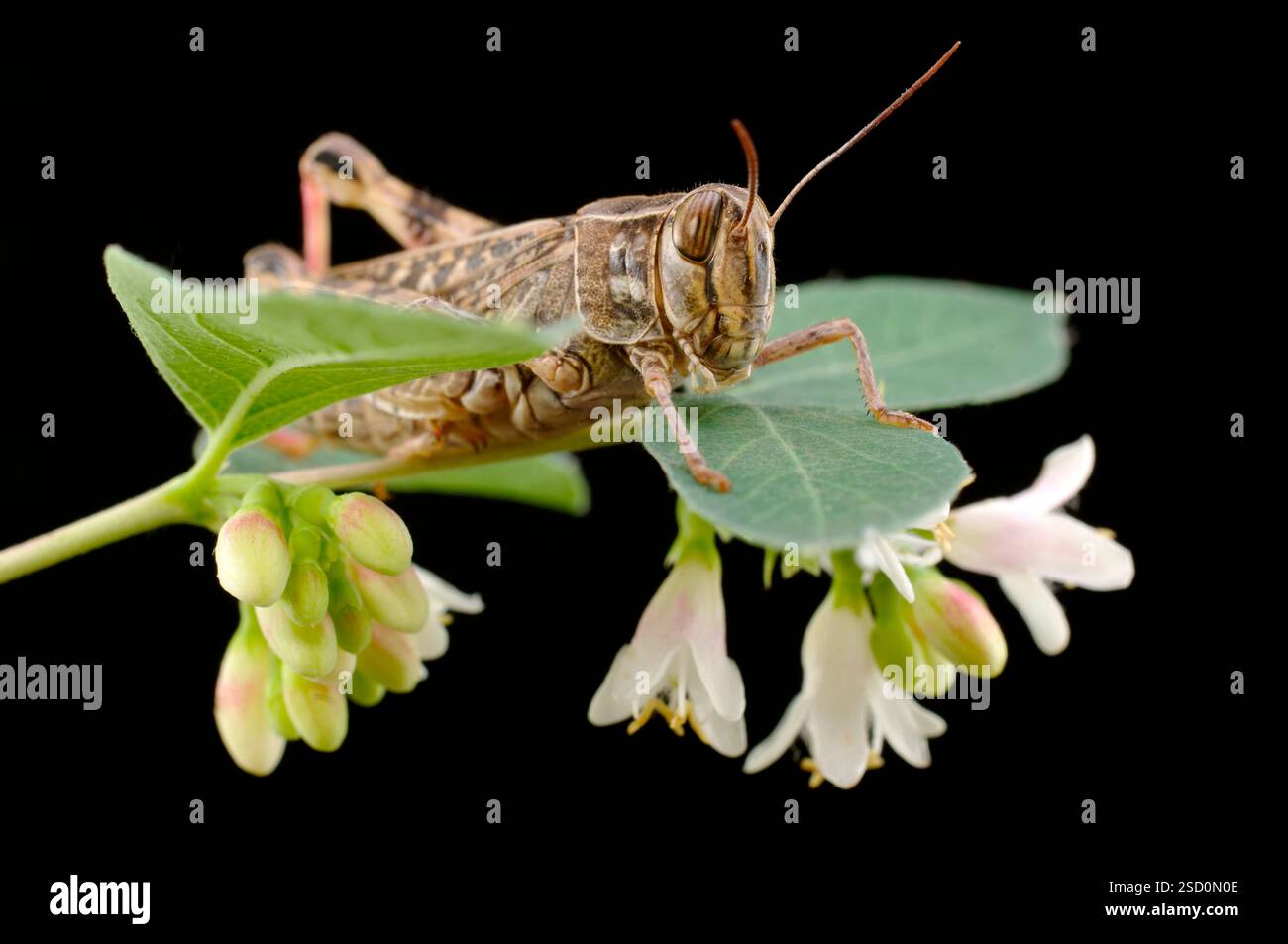 Le criquet italien, ou criquet oasis, ou locus italien (latin : Calliptamus italicus) est une espèce d'insecte de la famille des acridiens (Acrididae) Banque D'Images