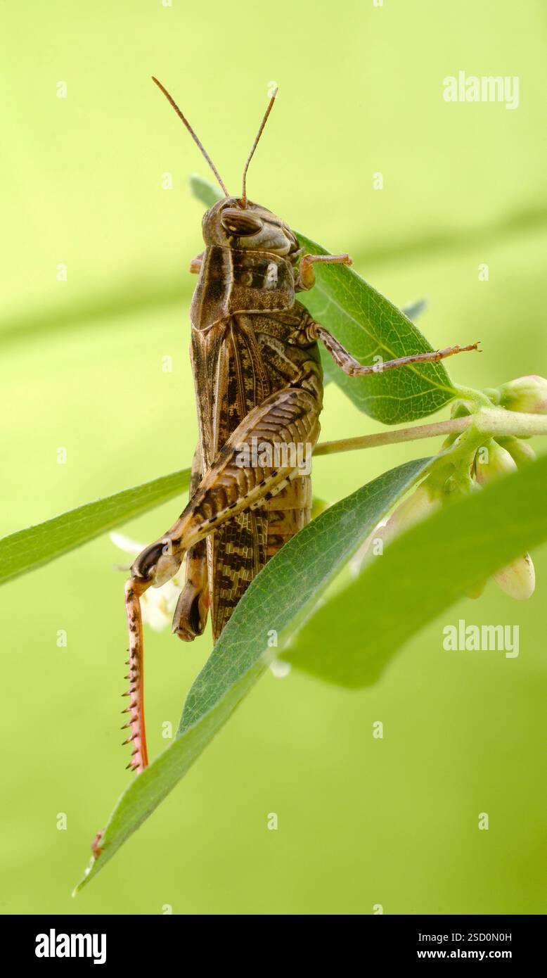 Le criquet italien, ou criquet oasis, ou locus italien (latin : Calliptamus italicus) est une espèce d'insecte de la famille des acridiens (Acrididae) Banque D'Images