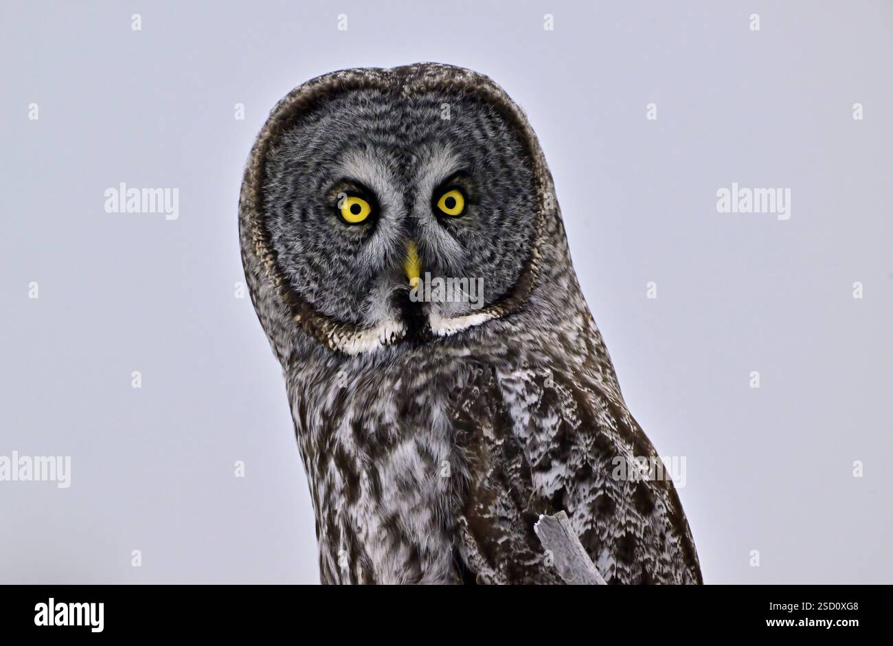 Portrait rapproché d'une chouette grise, 'Strix nebulosa', sur fond de neige blanche. Banque D'Images