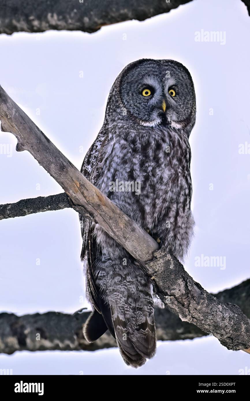 Une image vverticale d'un grand gris sauvage 0wl, 'Strix nebulosa', perché dans un arbre dans son habitat natal dans le Canada rural de l'Alberta Banque D'Images
