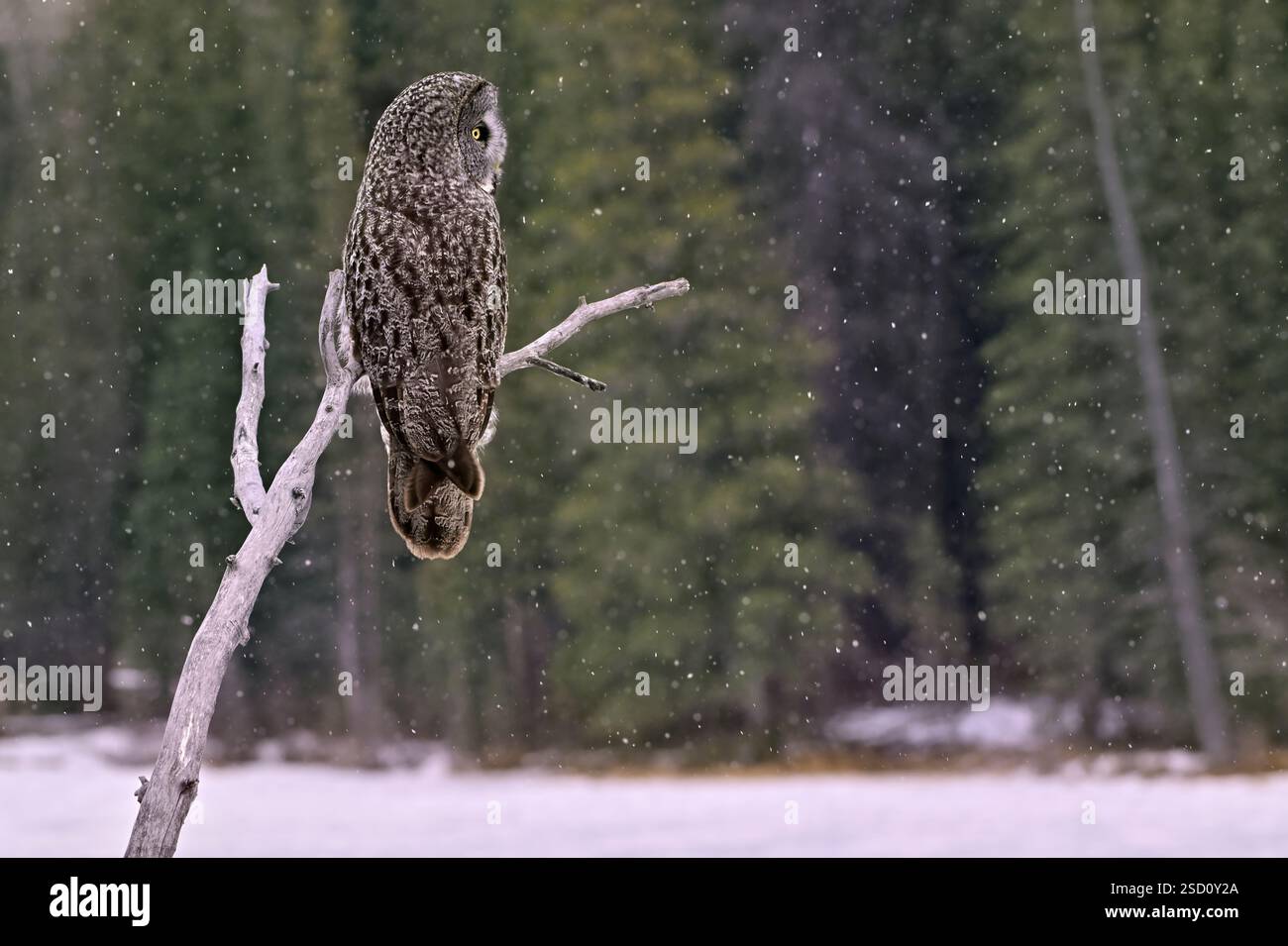 Une chouette grise 'Strix nebulosa', perchée sur une branche d'épinette morte tandis que la neige légère tombe autour de lui dans son habitat marécageux. Banque D'Images
