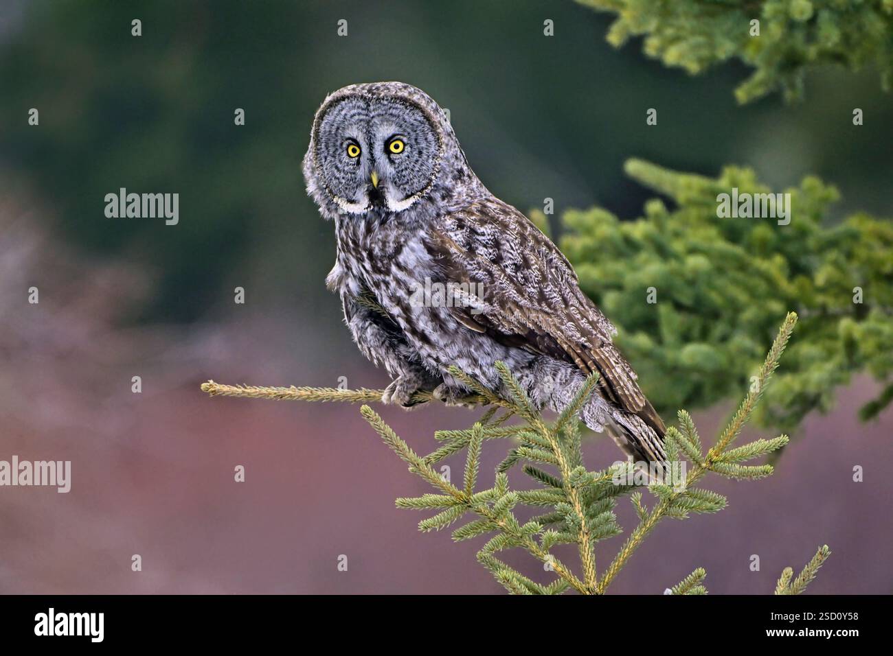 Une image en gros plan d'une chouette grise 'Strix nebulosa', atterrissant sur le sommet d'un épinette dans son habitat forestier dans la région rurale de l'Alberta au Canada Banque D'Images