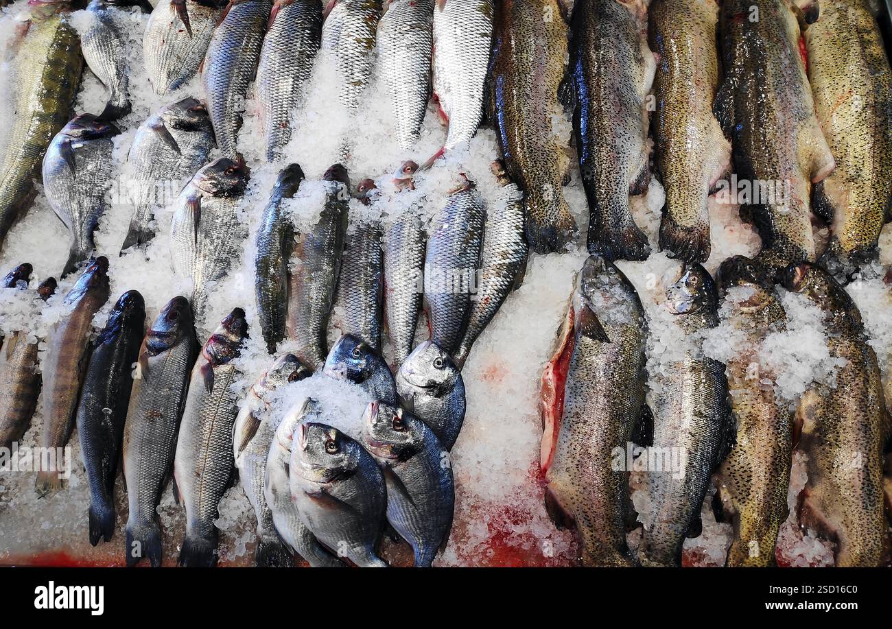 Poisson frais assorti sur le comptoir de glace dans le supermarché. Banque D'Images
