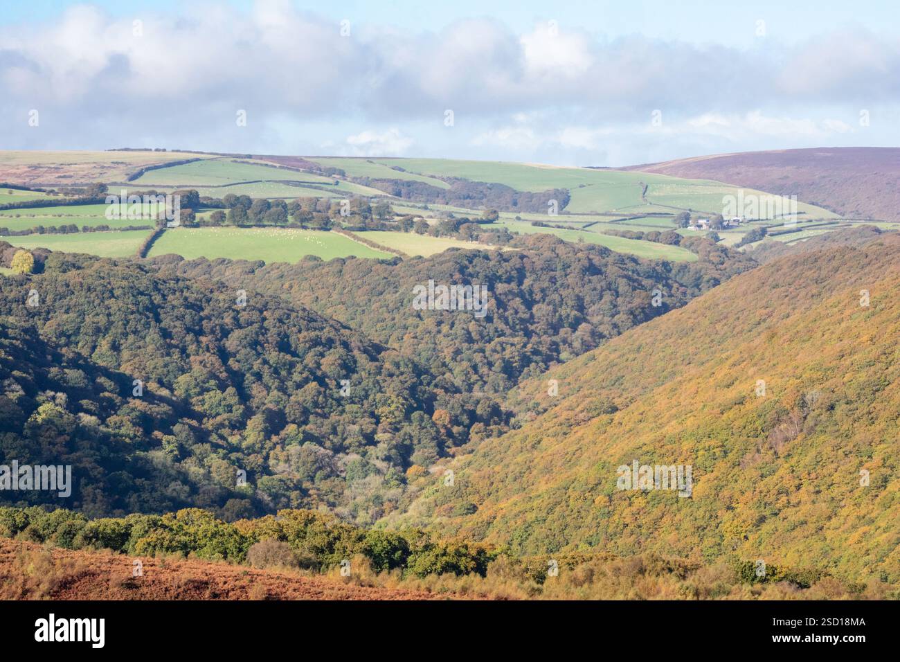 Réserve naturelle nationale de Horner Woods en automne et paysage Exmoor, Somerset, Angleterre, Royaume-Uni Banque D'Images