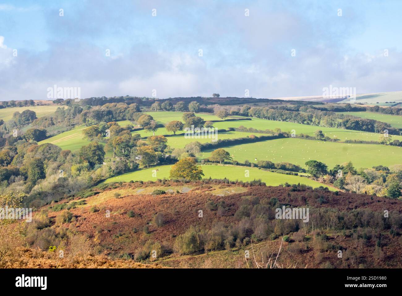 Réserve naturelle nationale de Horner Woods en automne et paysage Exmoor, Somerset, Angleterre, Royaume-Uni Banque D'Images