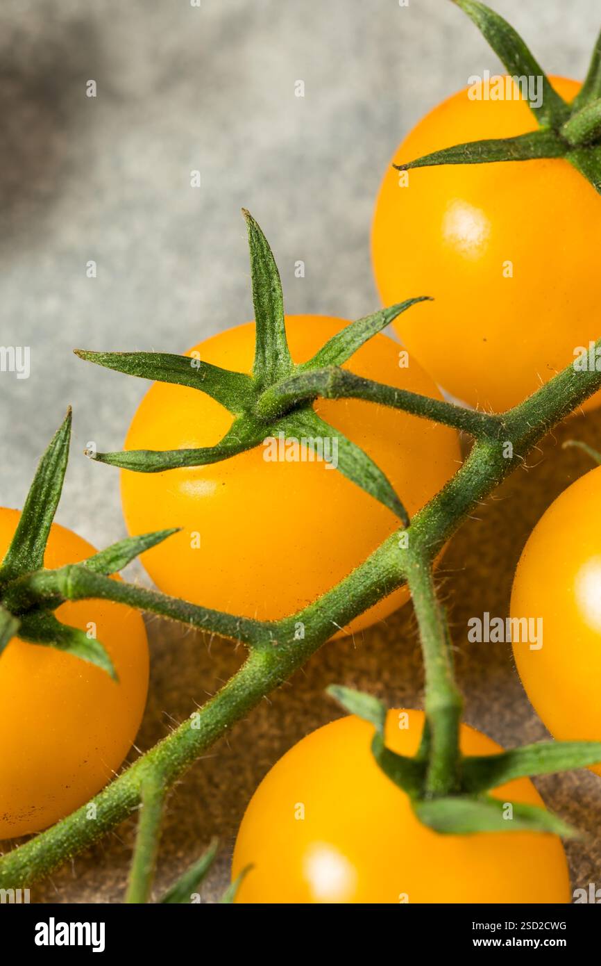 Tomates cerises jaunes crues biologiques sur la vigne Banque D'Images