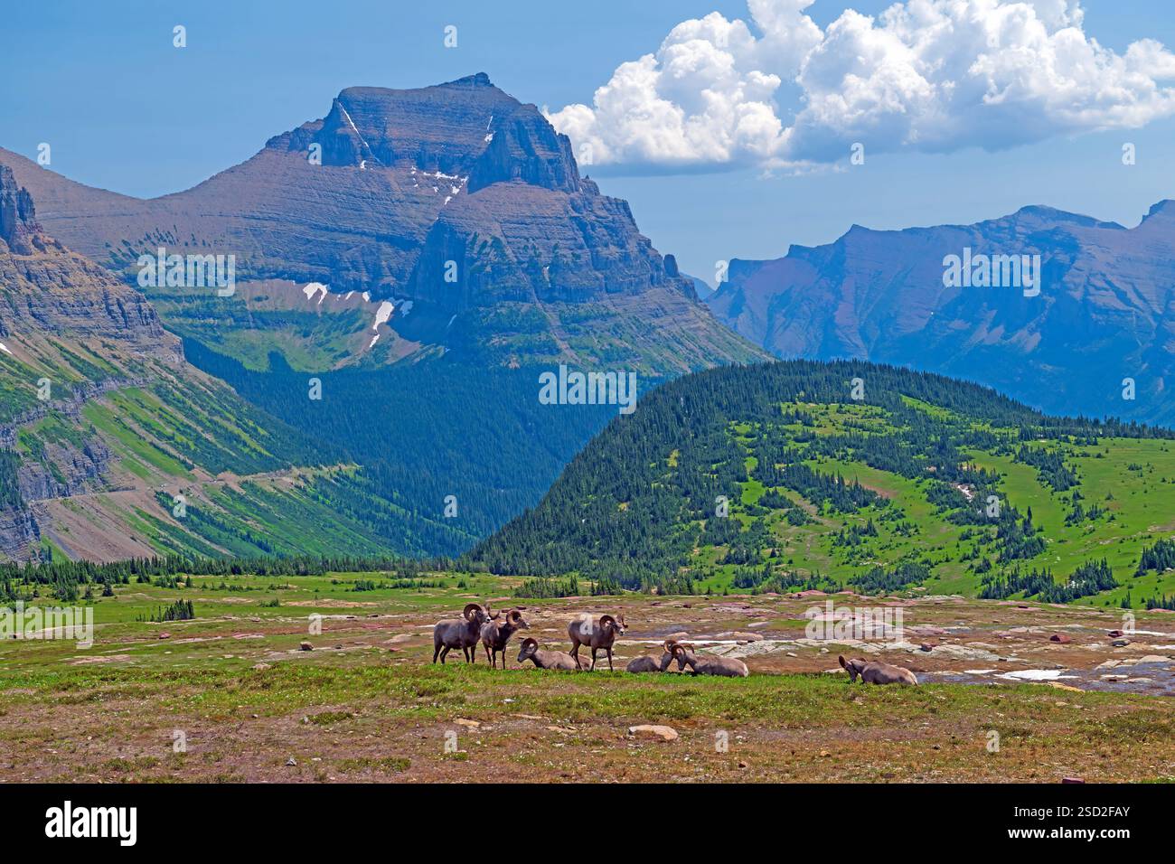 Mouflons de bighorn dans un cadre alpin spectaculaire dans le parc national des glaciers dans le Montana Banque D'Images