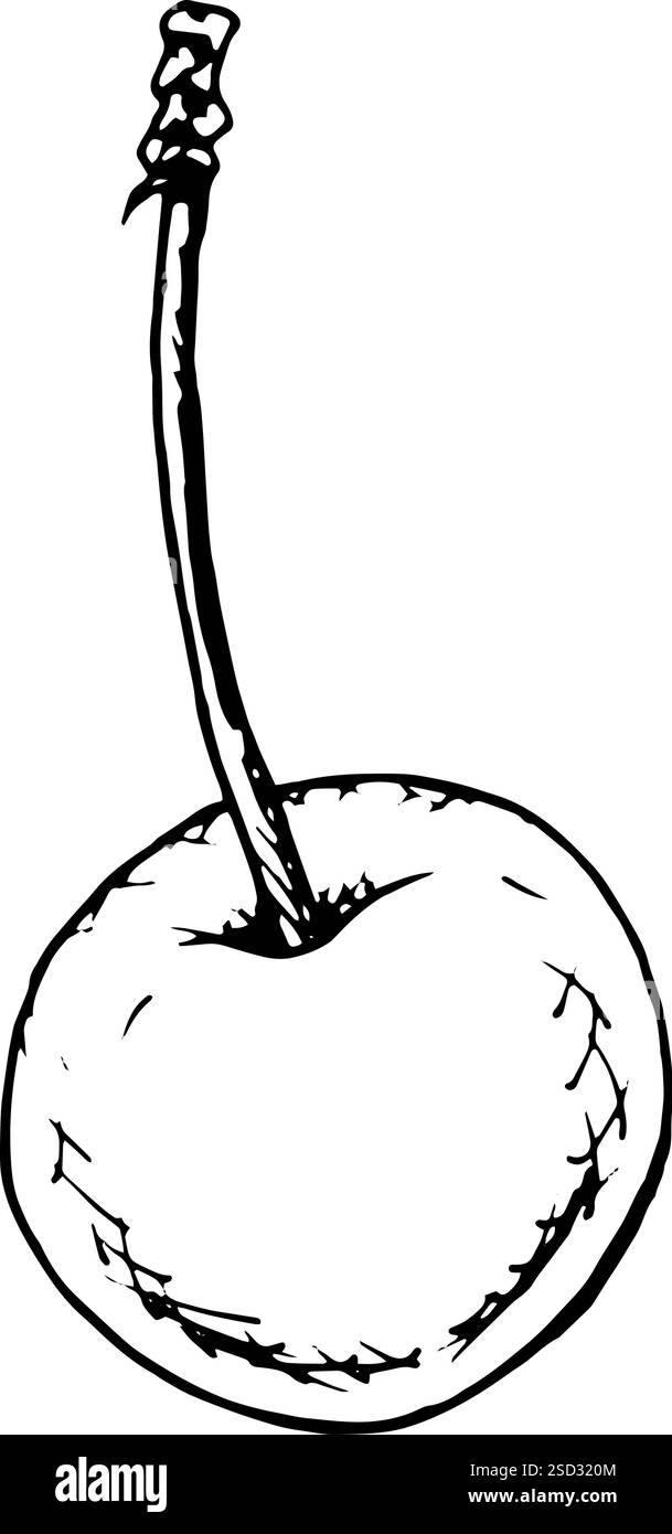 Élégant croquis à l'encre d'une seule cerise avec une tige, dessiné dans un style monochrome. Parfait pour la conception de recettes, les étiquettes alimentaires, l'emballage et la décoration Illustration de Vecteur