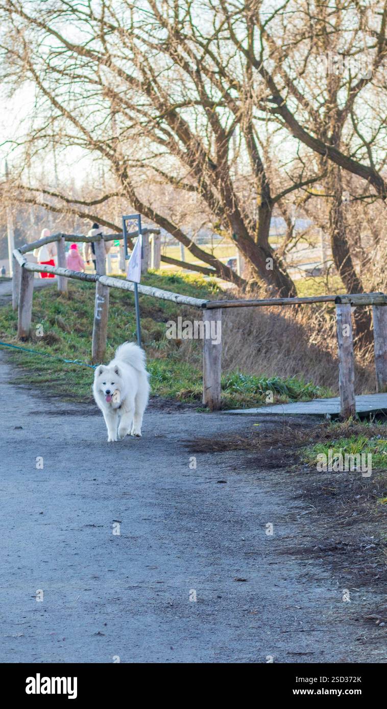 Photo du chiot samoyed Banque D'Images