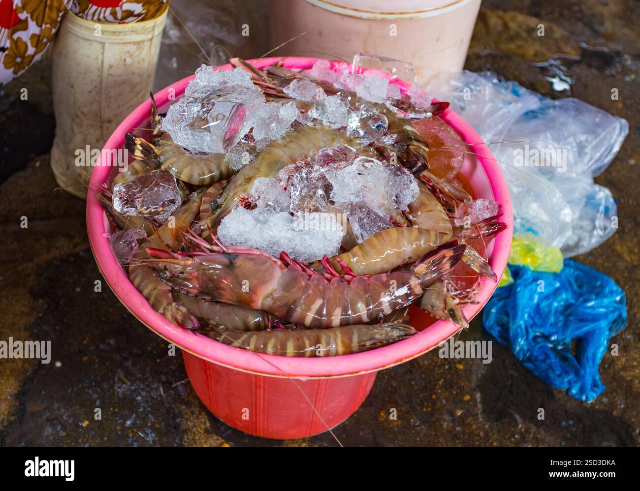 Fruits de mer frais photographiés au marché aux poissons Banque D'Images