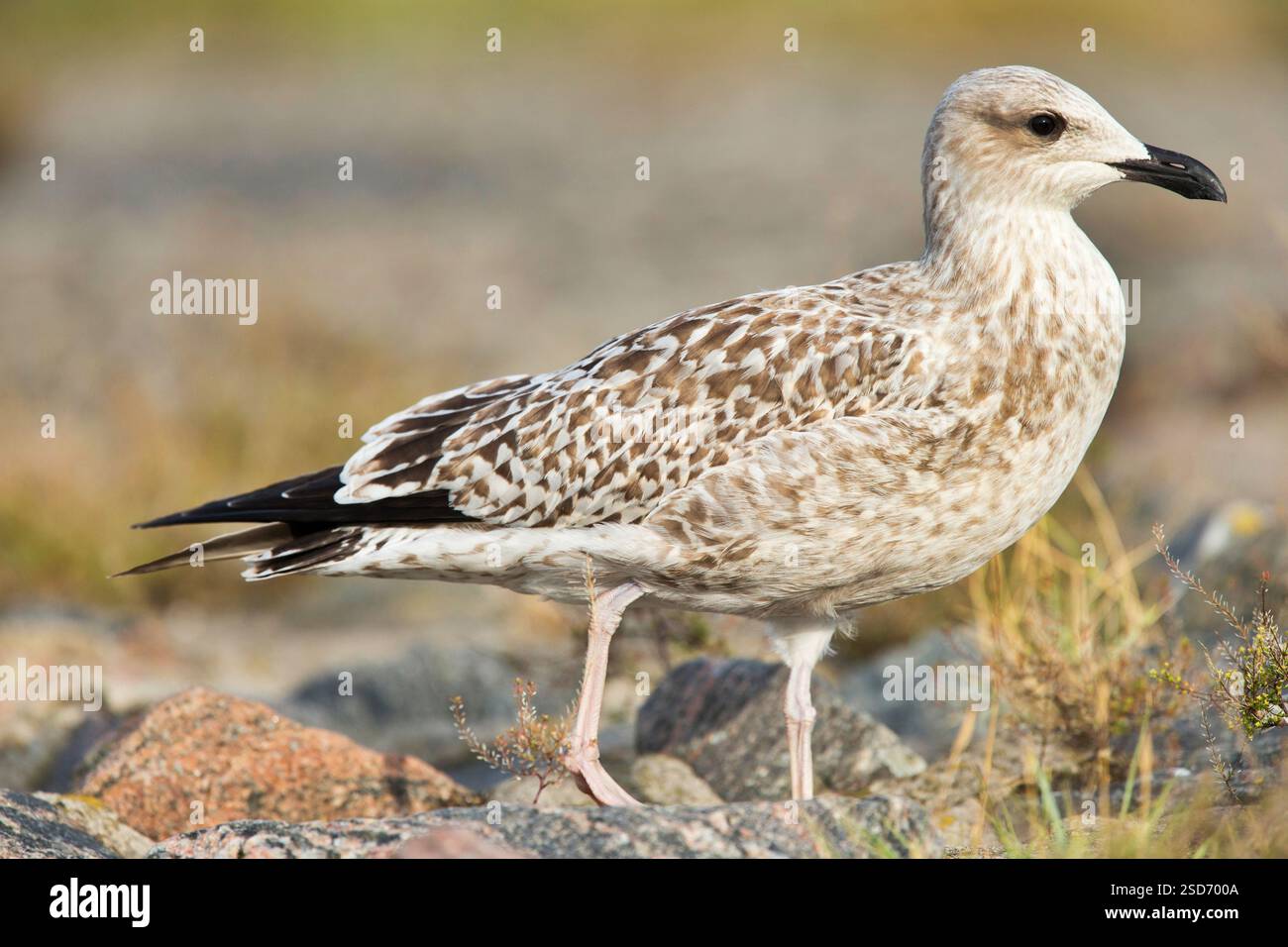 Goéland argenté (Larus argentatus), juvénile au sol, Allemagne Banque D'Images