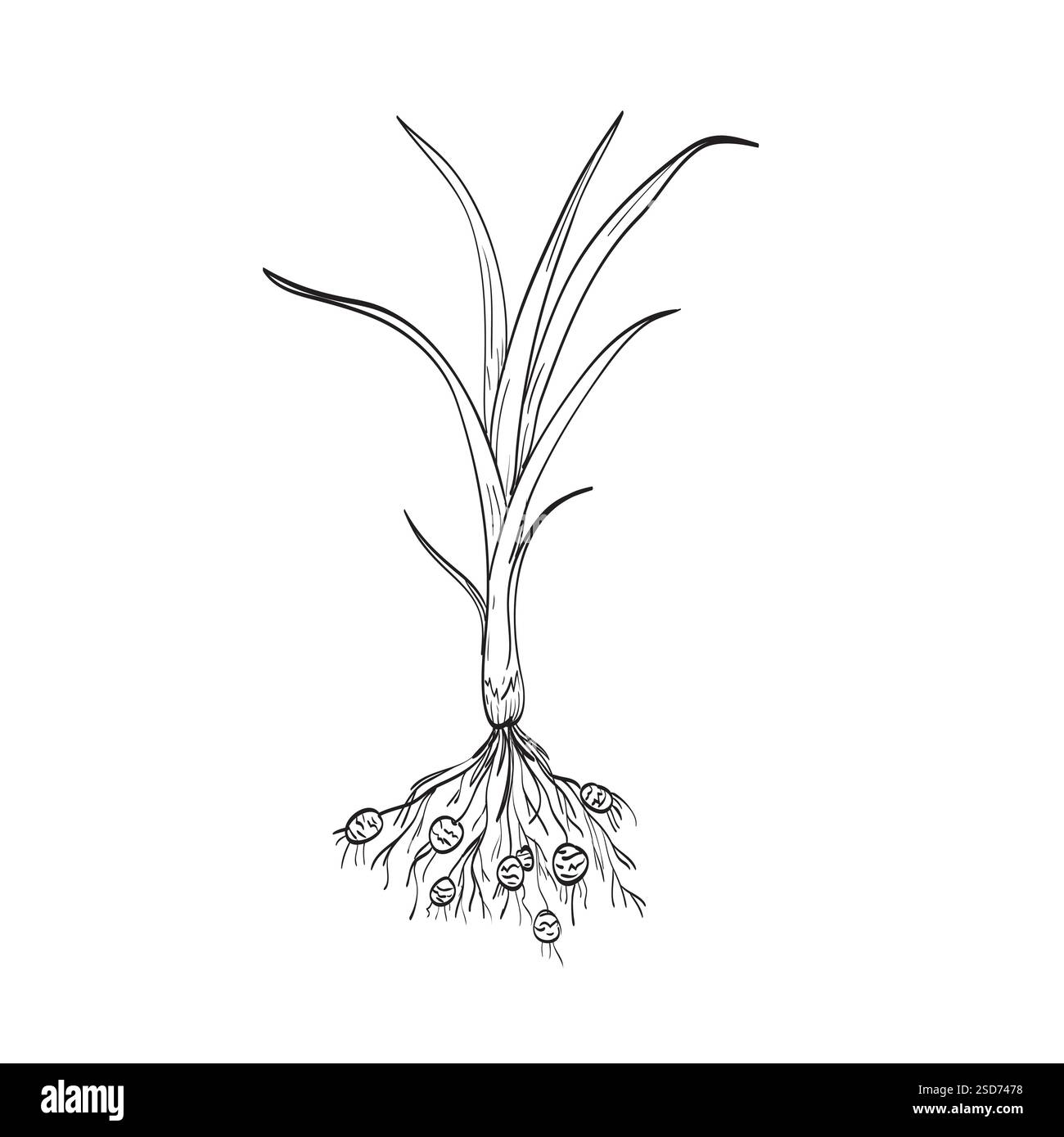 Dessin illustration de style croquis d'une plante racinaire de chufa, noix de tigre ou amande de terre qui sont des tubercules comestibles de la plante Cyperus esculentus sur isolat Illustration de Vecteur
