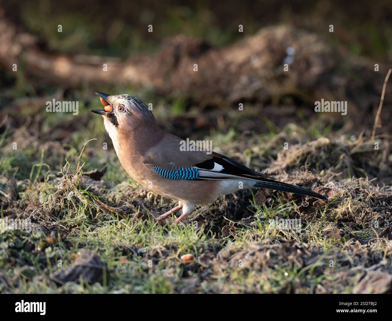 Portrait de jay eurasien [ Garrulus glandarius ] Banque D'Images
