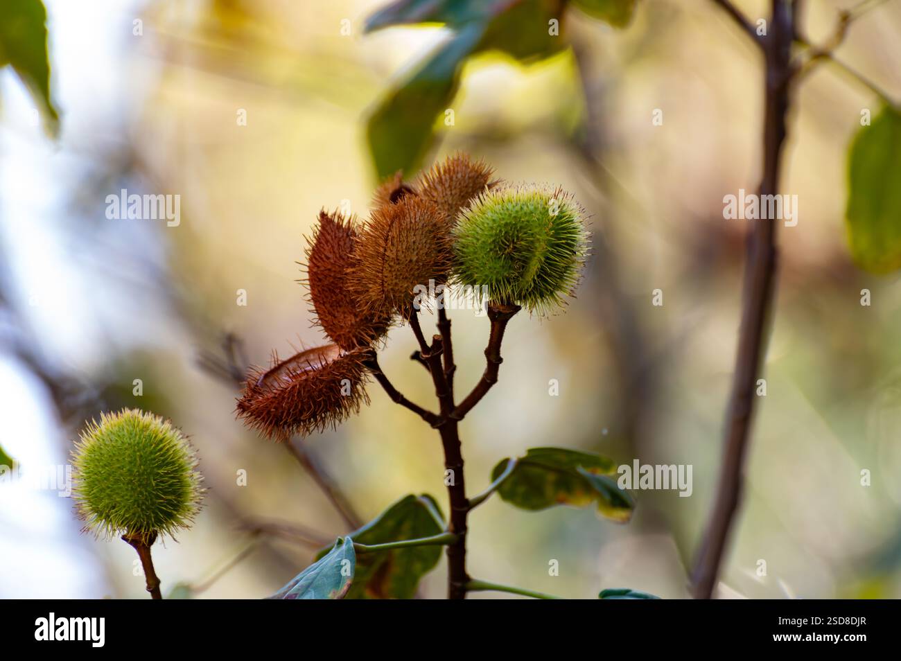 Bixa orellana ou plante achiote, source d'annato, condiment rouge orangé mûr naturel utilisé pour la coloration alimentaire, la peinture corporelle, les épices Banque D'Images