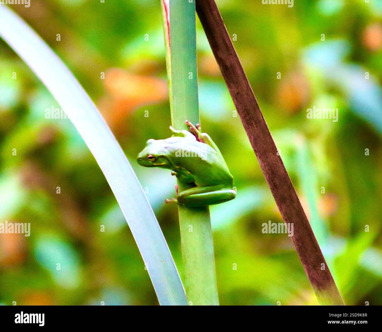 Grenouille verte s'accrochant à un brin vertical d'herbe dans un environnement naturel luxuriant avec un fond de feuillage flou. Banque D'Images