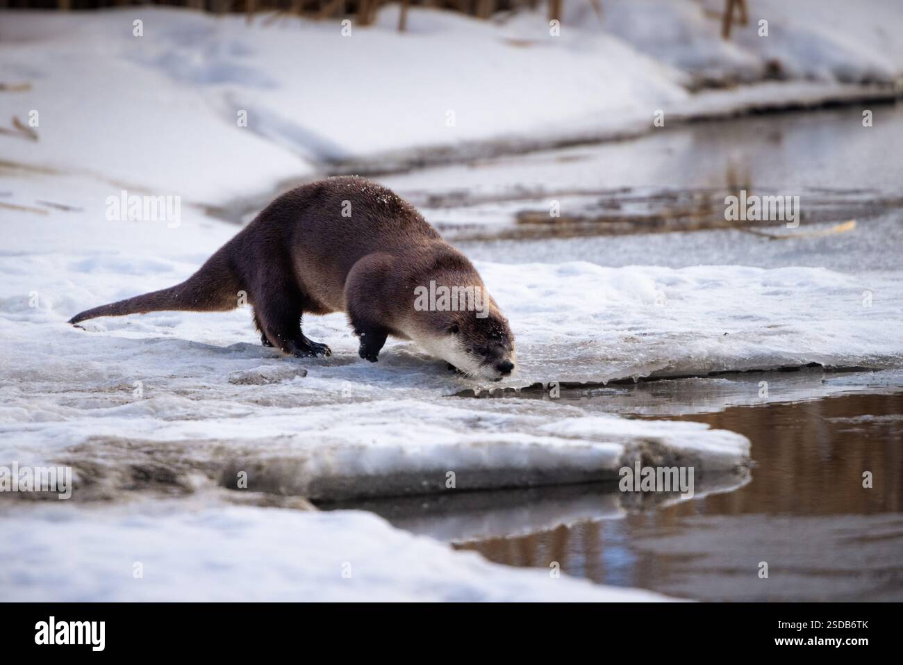 Une loutre de rivière regardant dans Flat Creek avant de sauter dedans. National Elk refuge, Wyoming Banque D'Images