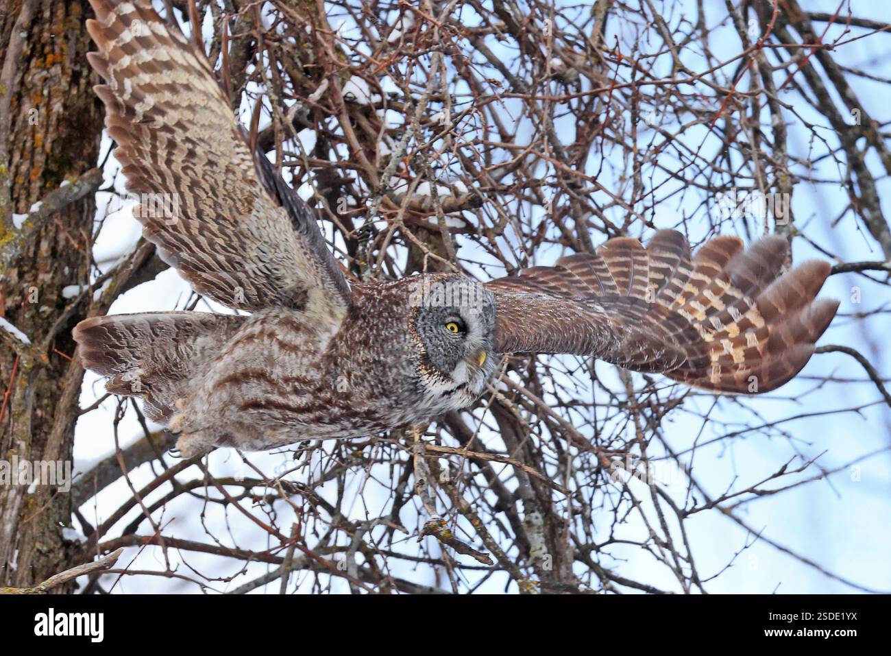 Great Grey Owl volant dans la forêt, Québec, Canada Banque D'Images